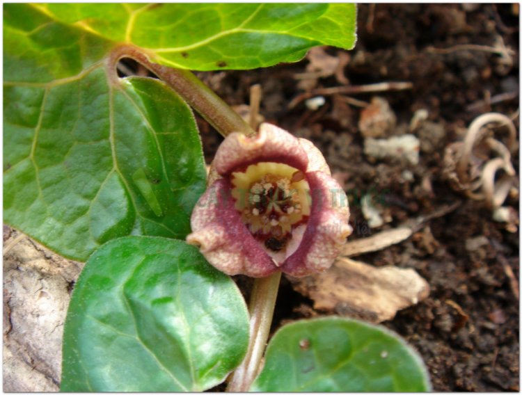 Tế tân (Asarum sieboldii Miq, Herba Asari sieboldi, Asarum heterotropoides F. Schum. var. mandshuricum (Maxim.) Kitag)