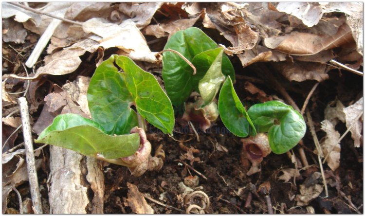 Tế tân (Asarum sieboldii Miq, Herba Asari sieboldi, Asarum heterotropoides F. Schum. var. mandshuricum (Maxim.) Kitag)