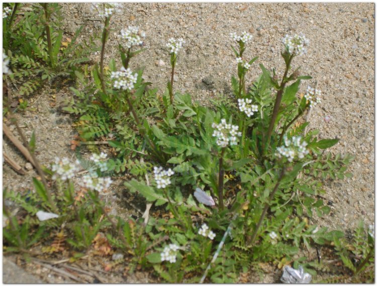 Tề thái, tề, tề thái hoa, địa mễ thái, cải dại (Capsella bursa pastoris (L.) Medic)