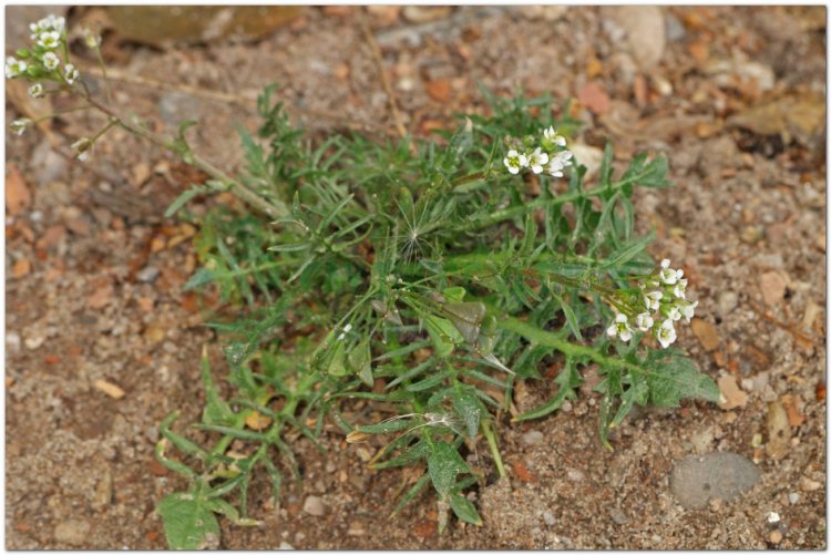 Tề thái, tề, tề thái hoa, địa mễ thái, cải dại (Capsella bursa pastoris (L.) Medic)