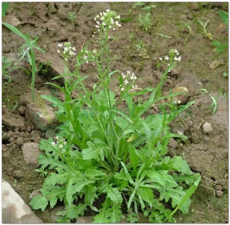 Tề thái, tề, tề thái hoa, địa mễ thái, cải dại (Capsella bursa pastoris (L.) Medic)