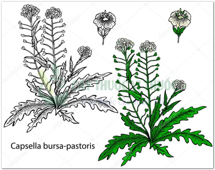 Tề thái, tề, tề thái hoa, địa mễ thái, cải dại (Capsella bursa pastoris (L.) Medic)