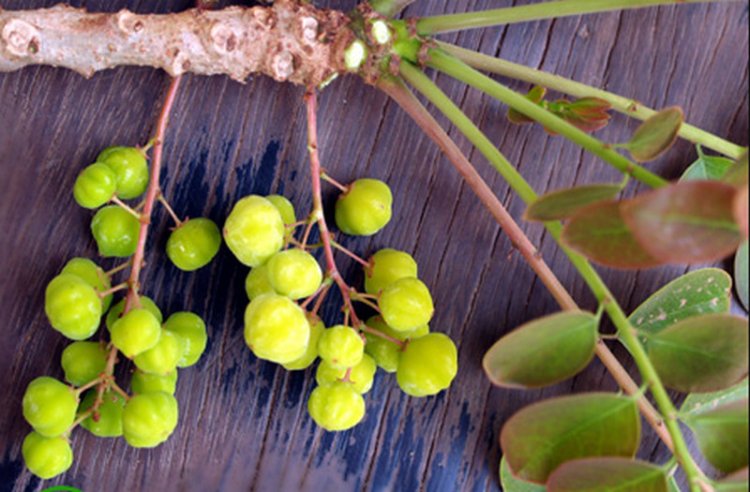 Tầm duột, chùm ruột, chùm giuột, tầm ruộc, mak nhôm (Viêntian) (Phyllanthus distichus Muell, Arg. (Phyllanthus acidus Skeels, Cicca disticha L.))