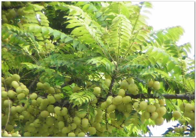 Tầm duột, chùm ruột, chùm giuột, tầm ruộc, mak nhôm (Viêntian) (Phyllanthus distichus Muell, Arg. (Phyllanthus acidus Skeels, Cicca disticha L.))