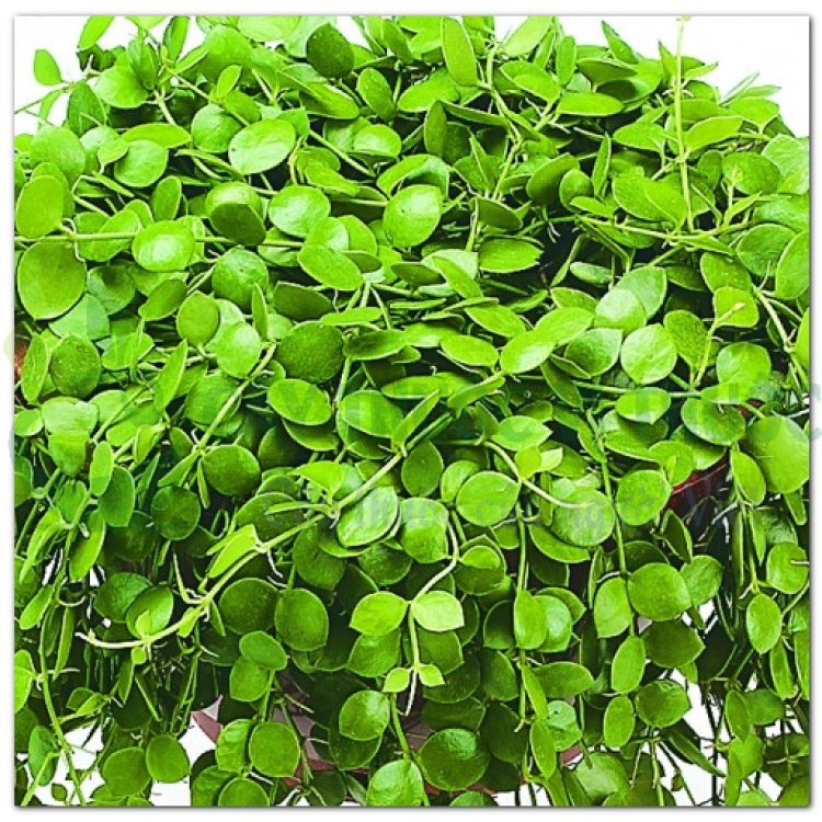 Tai chuột, cây hạt bí, qua tử kim (Dischidia acuminata Cost)