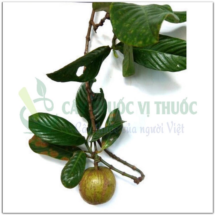 Tai chua, bứa cọng, đằng hoàng quả to (Garcinia pedunculata Roxb, Garcinia cowa Roxb)