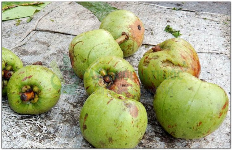 Tai chua, bứa cọng, đằng hoàng quả to (Garcinia pedunculata Roxb, Garcinia cowa Roxb)