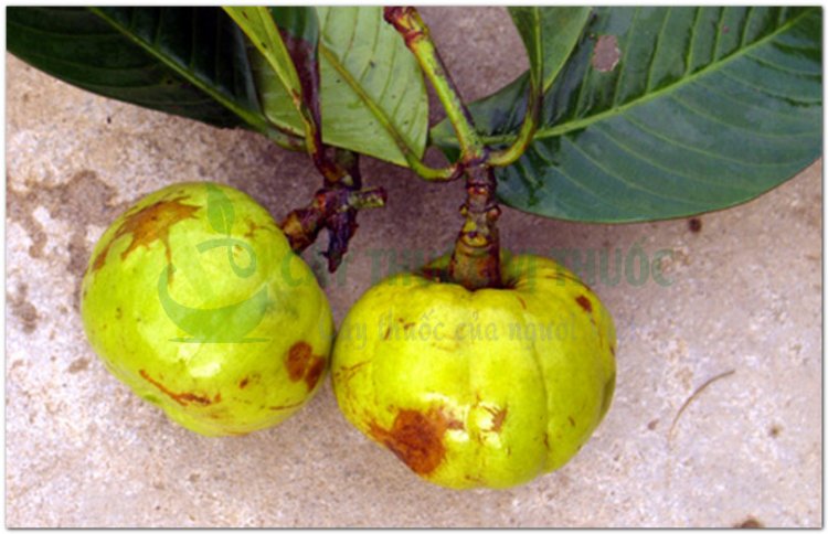 Tai chua, bứa cọng, đằng hoàng quả to (Garcinia pedunculata Roxb, Garcinia cowa Roxb)