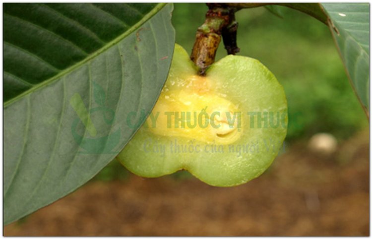 Tai chua, bứa cọng, đằng hoàng quả to (Garcinia pedunculata Roxb, Garcinia cowa Roxb)