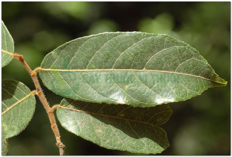 Sui, cây thuốc bắn, nỗ tiễn tử, nong (Lào) (Antiaris toxicaria Lesch., Antiaris innoxia Blume, Antiaris saccidoin Dalz.)