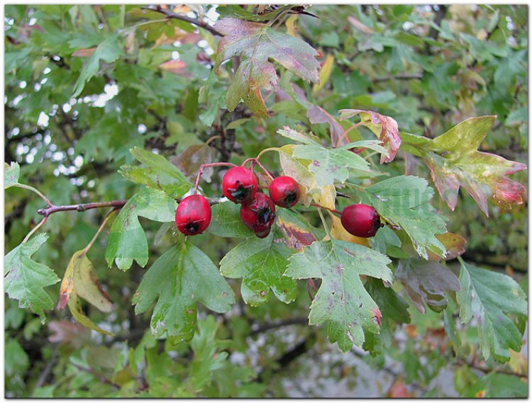 Táo mèo, Sơn tra, bắc sơn tra, nam sơn tra, dã sơn tra, aubepine (Crataegus pinnatifida Bunge, Crataegus cuneata Sieb.et Zucc)