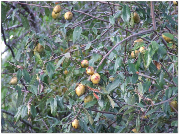 Táo mèo, Sơn tra, bắc sơn tra, nam sơn tra, dã sơn tra, aubepine (Crataegus pinnatifida Bunge, Crataegus cuneata Sieb.et Zucc)