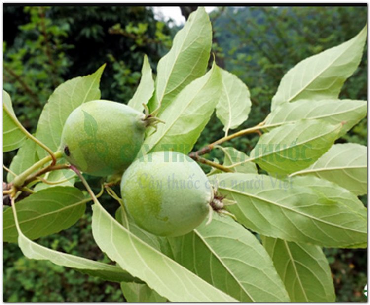 Táo mèo, Sơn tra, bắc sơn tra, nam sơn tra, dã sơn tra, aubepine (Crataegus pinnatifida Bunge, Crataegus cuneata Sieb.et Zucc)