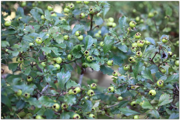 Táo mèo, Sơn tra, bắc sơn tra, nam sơn tra, dã sơn tra, aubepine (Crataegus pinnatifida Bunge, Crataegus cuneata Sieb.et Zucc)