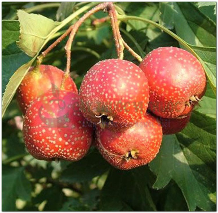 Táo mèo, Sơn tra, bắc sơn tra, nam sơn tra, dã sơn tra, aubepine (Crataegus pinnatifida Bunge, Crataegus cuneata Sieb.et Zucc)