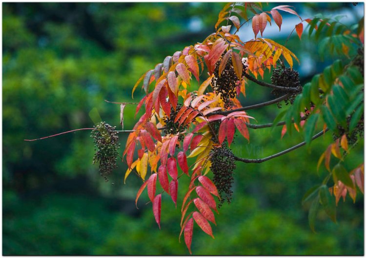 Cây Sơn,  Sơn lắc, tất thụ (Trung Quốc), arbre à laque (Pháp) (Rhus succedanea Linné - Rhus vernicifera D. C.)