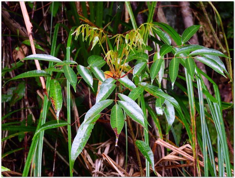 Cây Sơn,  Sơn lắc, tất thụ (Trung Quốc), arbre à laque (Pháp) (Rhus succedanea Linné - Rhus vernicifera D. C.)