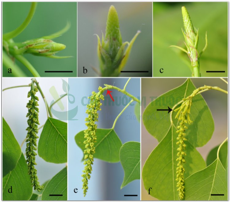 Cây Sòi, ô cửu, ô thụ quả, ô du, thác tử thụ, mộc tử thụ, cửu tử thụ ( Sapium sebiferum (L.). Roxb. (Croton sebiferum L. Stillingia sebifera Michx.))