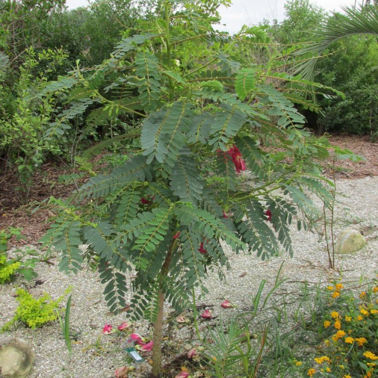 So đũa, dank kaa, angkea dey chhmol (Campuchia), phak dok khe (Lào), fayotier (Pháp) (Sesbania grandiflora Pers, Aeschynomene grandiflora L)