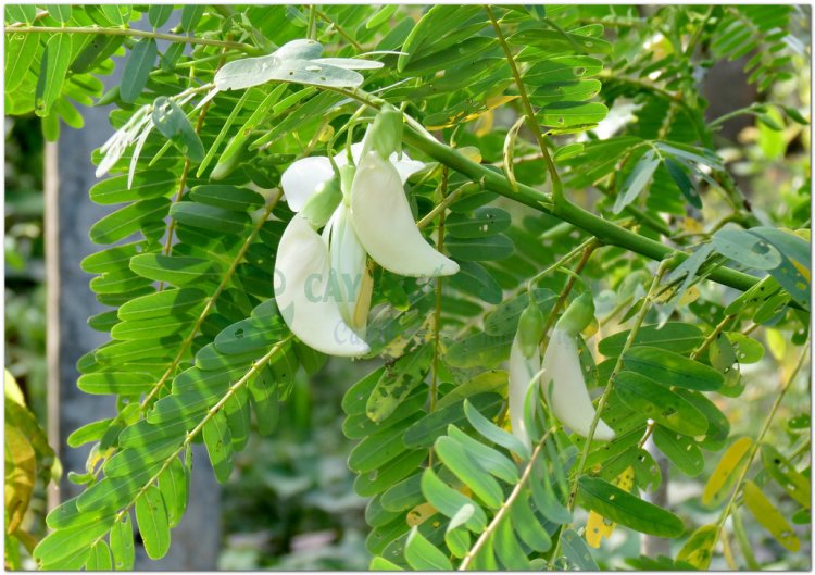 So đũa, dank kaa, angkea dey chhmol (Campuchia), phak dok khe (Lào), fayotier (Pháp) (Sesbania grandiflora Pers, Aeschynomene grandiflora L)