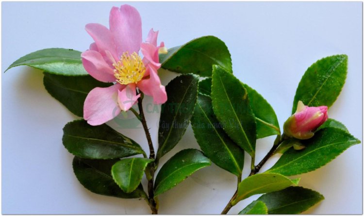 Cây Sở, trà mai, trà mai hoa, cây dầu chè (Camellia sasanqua Thunb., [Thea sasanqua (Thunb.) Nois.].)