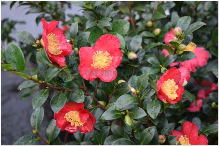 Cây Sở, trà mai, trà mai hoa, cây dầu chè (Camellia sasanqua Thunb., [Thea sasanqua (Thunb.) Nois.].)