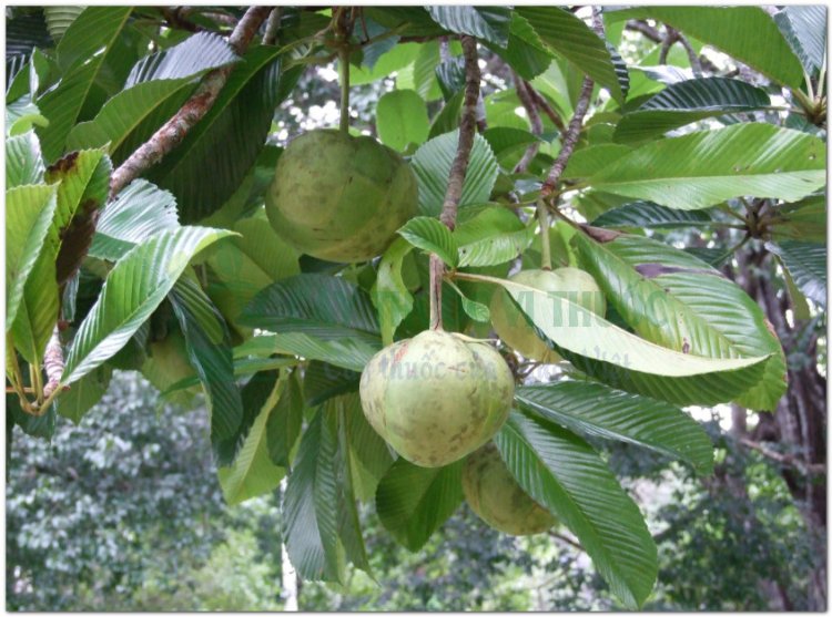 Cây Sổ, sổ bà, thiều biêu, co má sản (Thái) (Dillenia indica L)