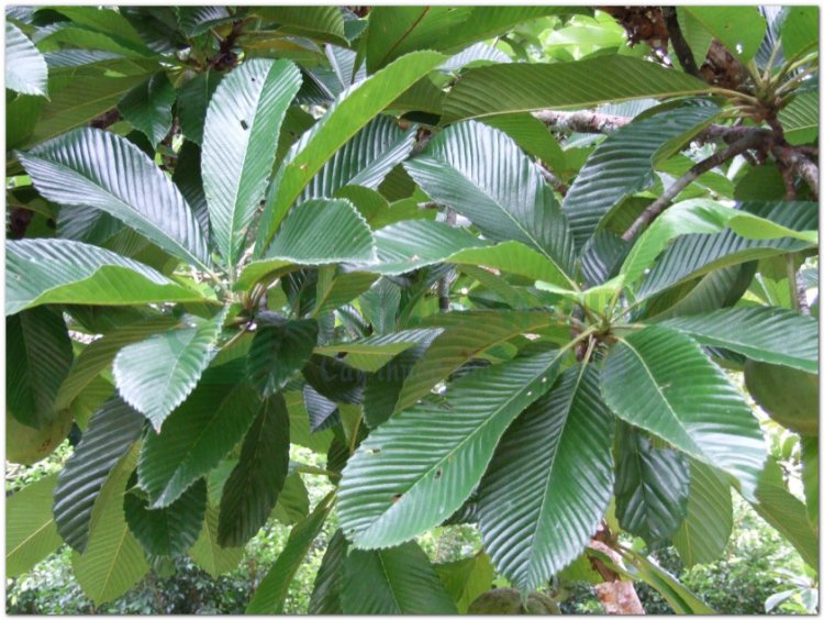 Cây Sổ, sổ bà, thiều biêu, co má sản (Thái) (Dillenia indica L)