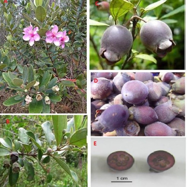 Cây Sim, đương lê, sơn nhậm, nhậm tử, đào kim nương (Rhodomyrtus tomentosa Wight (Myrtus Tomentosa Ait., Myrtus canescens Lour,))