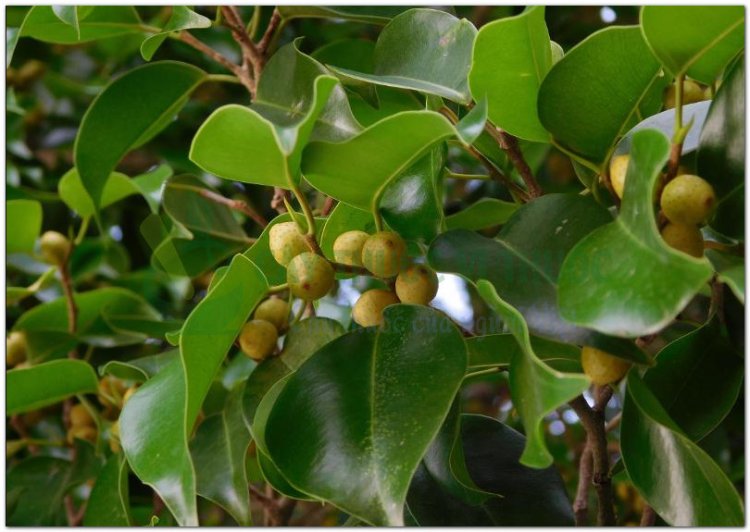 Cây Si, cây sanh, chrey pren, chrey krem, andak neak (Campuchia), bo nu xe (Phan Rang) (Ficus benjamina L)