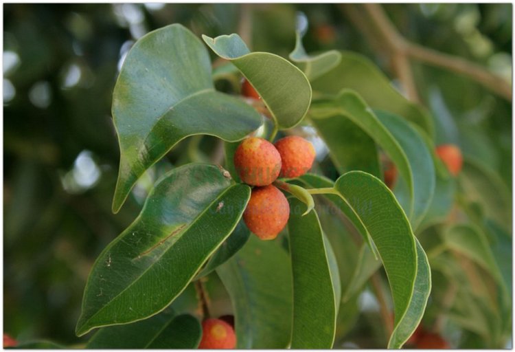 Cây Si, cây sanh, chrey pren, chrey krem, andak neak (Campuchia), bo nu xe (Phan Rang) (Ficus benjamina L)