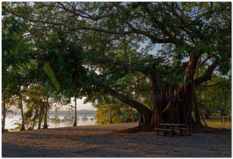 Cây Si, cây sanh, chrey pren, chrey krem, andak neak (Campuchia), bo nu xe (Phan Rang) (Ficus benjamina L)