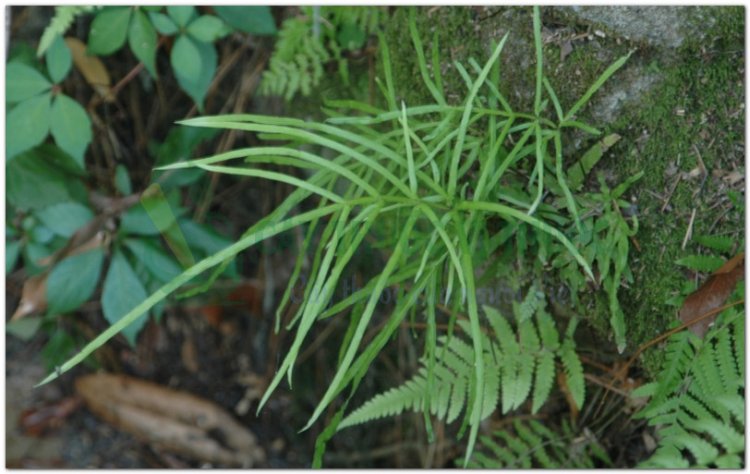 Seo gà, phượng vĩ thảo, theo gà, phượng vĩ (Pteris multifida Poir, Pteris Serrulata L.f.)