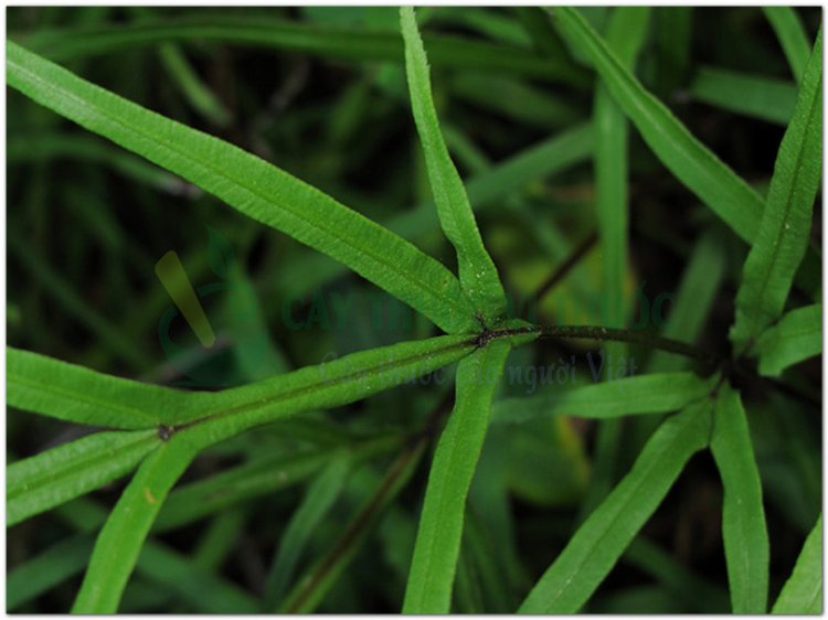 Seo gà, phượng vĩ thảo, theo gà, phượng vĩ (Pteris multifida Poir, Pteris Serrulata L.f.)