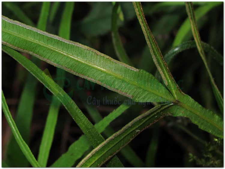 Seo gà, phượng vĩ thảo, theo gà, phượng vĩ (Pteris multifida Poir, Pteris Serrulata L.f.)