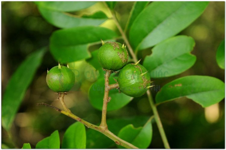 Sấu, sấu trắng, sấu tía (Dracontomelon duperreanum Pierre)