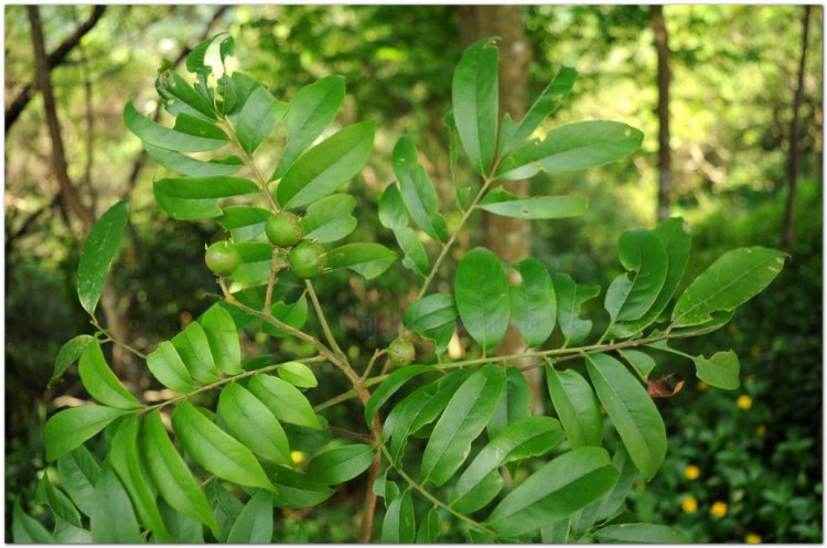 Sấu, sấu trắng, sấu tía (Dracontomelon duperreanum Pierre)