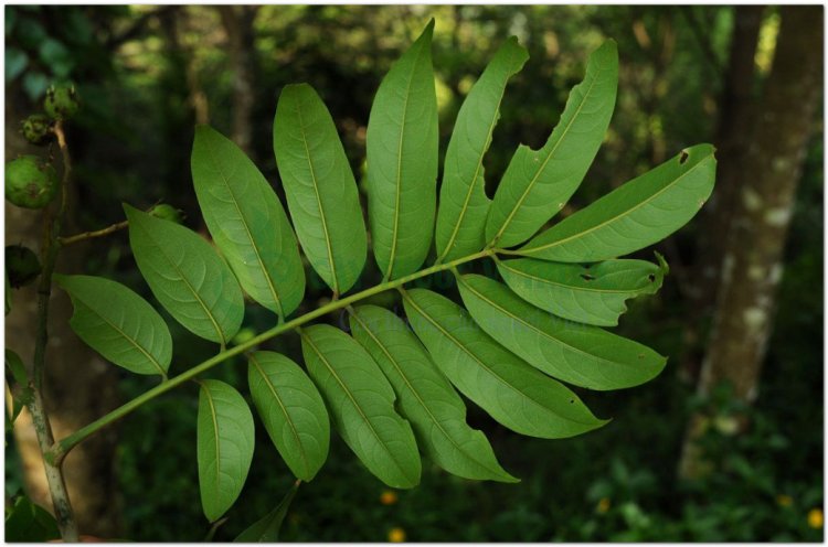 Sấu, sấu trắng, sấu tía (Dracontomelon duperreanum Pierre)