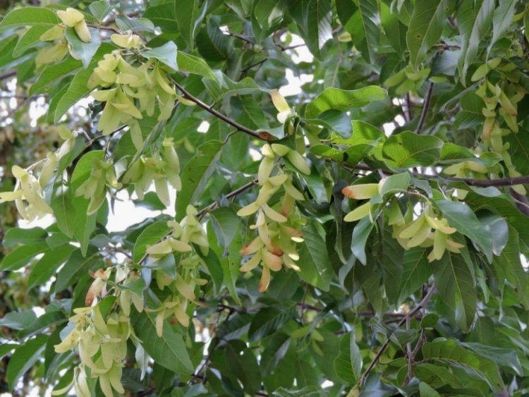 Sao đen, koky (Campuchia), mạy khèn (Lào) (Hopea odorata Roxb)