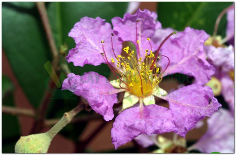 Săng lẻ, bằng lang, bằng lăng, kwer, thao lao, truol (Lagerstroemia calyculata Kurz (syn. Lagerstroemia angustifolia Pierre ex.Lan.))