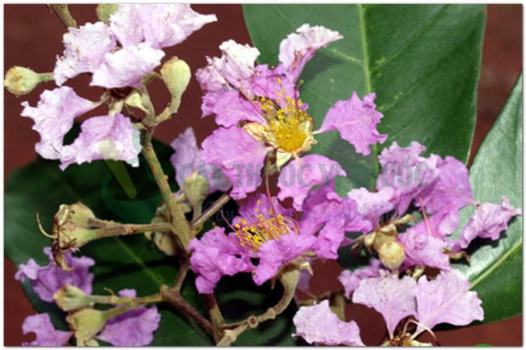 Săng lẻ, bằng lang, bằng lăng, kwer, thao lao, truol (Lagerstroemia calyculata Kurz (syn. Lagerstroemia angustifolia Pierre ex.Lan.))