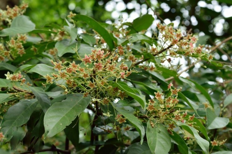 Sảng, cây sảng, sảng lá kiếm, quả thang (Sterculia lanceolata Cavan)