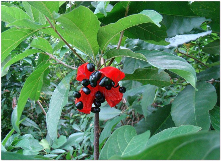 Sảng, cây sảng, sảng lá kiếm, quả thang (Sterculia lanceolata Cavan)