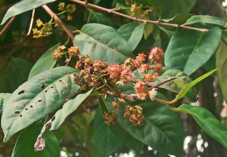 Sắn thuyền, sắn sàm thuyền (Syzygium resinosum (Gagnep) Merr. Ct Perry (Eugenia resinosa))