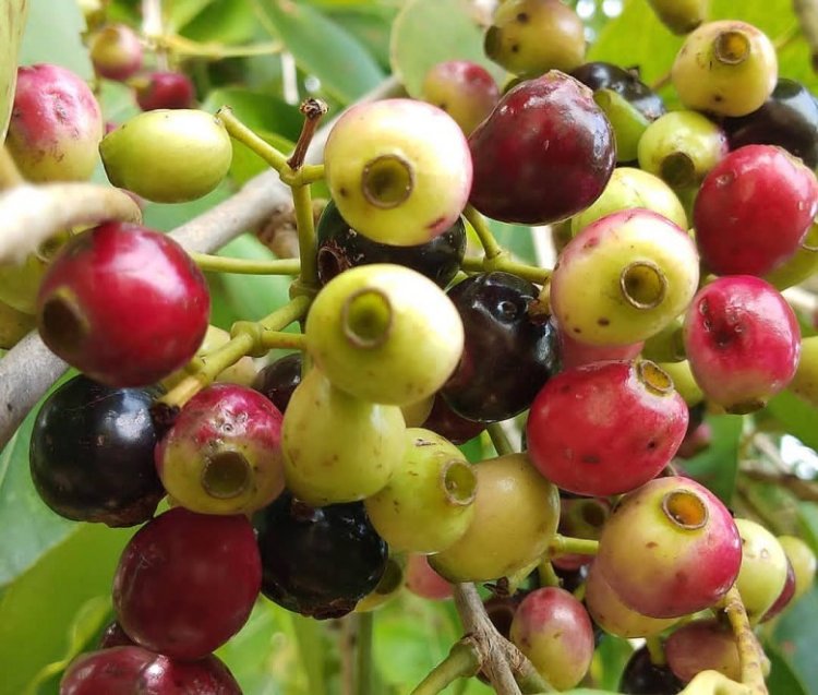 Sắn thuyền, sắn sàm thuyền (Syzygium resinosum (Gagnep) Merr. Ct Perry (Eugenia resinosa))