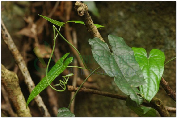 San sư cô, tam thạch cô, thanh ngưu đởm, cửu ngưu đởm, kim chư đởm, sơn từ cô, củ gió (Tinospora sagittata (Oliv.) Gagnep)