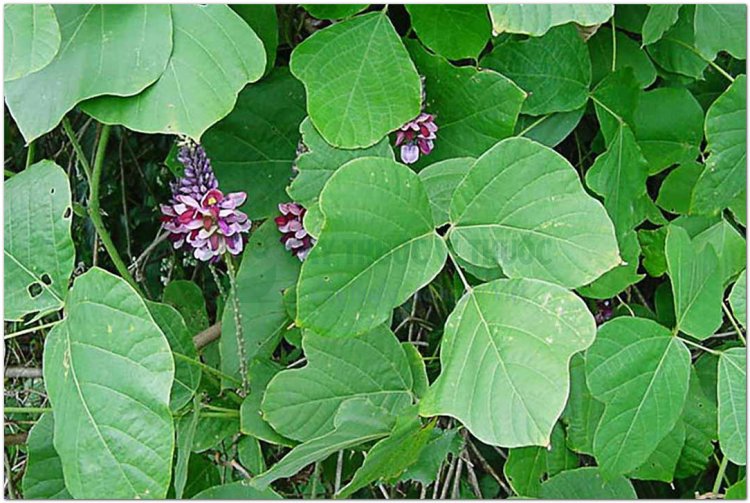 Sắn dây, cát căn, cam cát căn, phấn cát, củ sắn dây (Pueraria thomsoni Benth. (Pueraria triloba Mak., Dolichos spicatus Grah.))