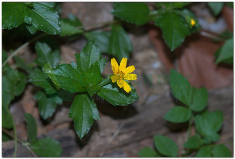 Sài đất, húng trám, ngổ núi, cúc nháp, cúc giáp, hoa múc (Wedelia calendulacea (L.) Less (Verbesina calendulacea L.))