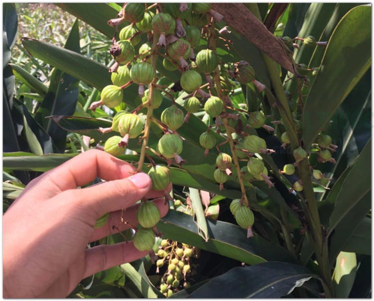 Sa nhân, súc sa mật (Amomum xanthioides Wall, Wurfbainia villosa, Amomum villosum)