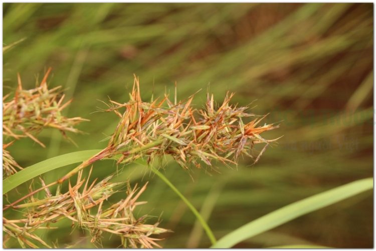 Sả, cỏ sả, lá sả, sả chanh, hương mao (Cymbopogon nardus Rendl (Sả), Cymbopogon flexuosus. Stapf)